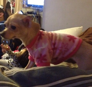 Safe Chihuahua in Chicago, IL