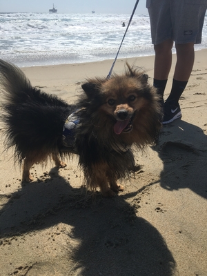 Safe Pomeranian in Norwalk, CA