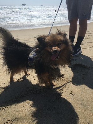 Safe Pomeranian in Norwalk, CA