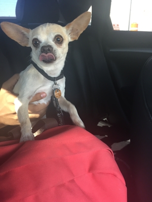 Safe Chihuahua in Perris, CA