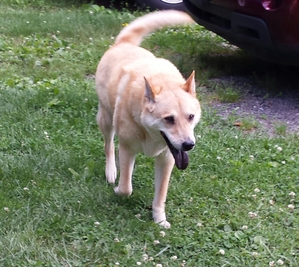 Safe Shiba Inu in Maryville, TN