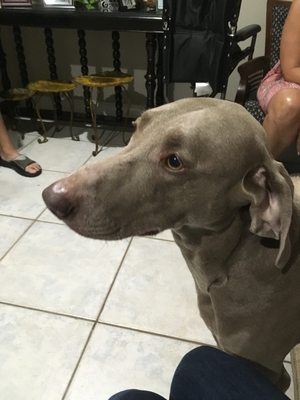 Safe Weimaraner in Miami, FL