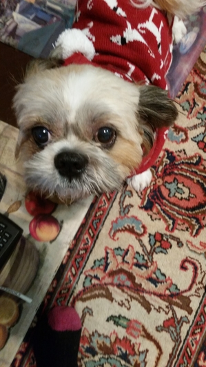 Safe Shih Tzu in Arlington, VA