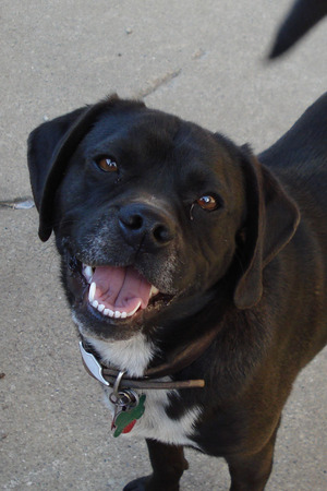 Safe Puggle in Cincinnati, OH