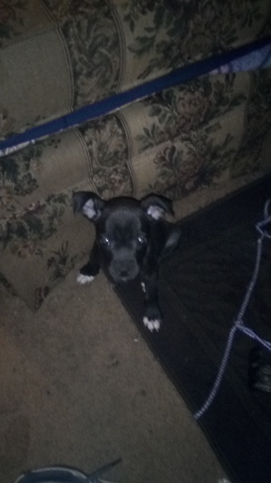 Safe Pit Bull in Toledo, OH