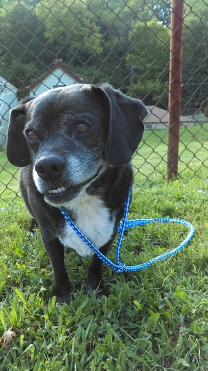 Safe Puggle in Cincinnati, OH