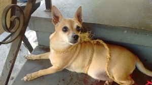 Safe Chihuahua in Scranton, PA