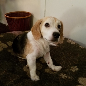 Safe Beagle in Durham, NC