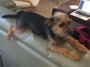 Safe Mutt in Sugar Land, TX