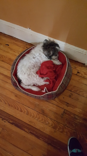 Safe Maltese in Rosedale, NY