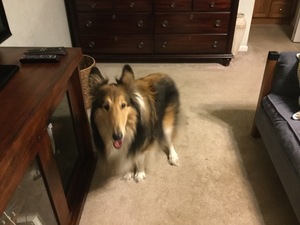 Safe Collie in Summerville, SC