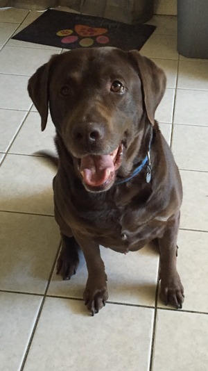 Safe Labrador Retriever in Antelope, CA