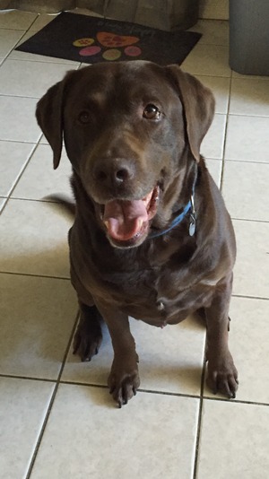 Safe Labrador Retriever in ANTELOPE, CA