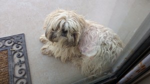 Safe Shih Tzu in Tolleson, AZ