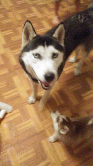 Safe Siberian Husky in San Bernardino, CA