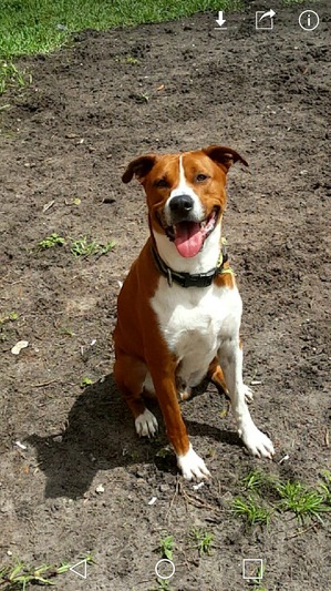Safe Boxer in Kissimmee, FL