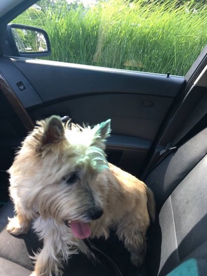 Safe Cairn Terrier in Annapolis, MD