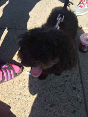 Safe Poodle in Sewickley, PA