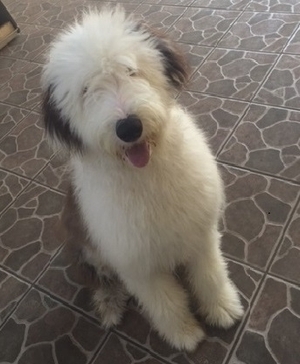 Safe Old English Sheepdog in Torrance, CA