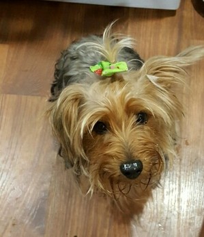 Safe Yorkshire Terrier in Rochelle, IL