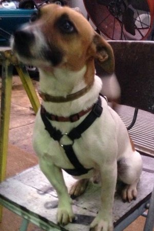 Safe Jack Russell Terrier in Hyattsville, MD