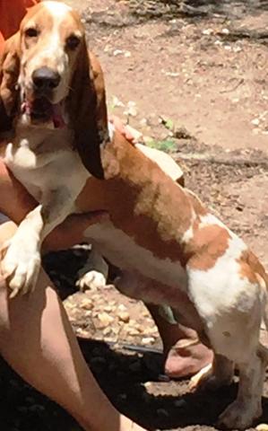 Safe Basset Hound in Wesley Chapel, FL