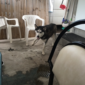 Safe Siberian Husky in Hialeah, FL