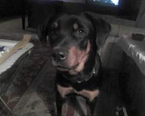 Safe Rottweiler in Baldwyn, MS