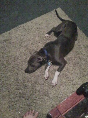 Safe Pit Bull in AUSTIN, TX