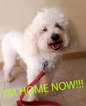 Safe Poodle in New Orleans, LA
