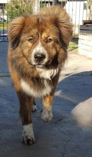 Safe Chow Chow in Houston, TX