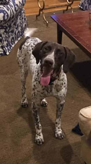 Safe German Shorthaired Pointer in New Canaan, CT