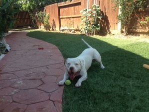 Safe American Bulldog in Pittsburg, CA