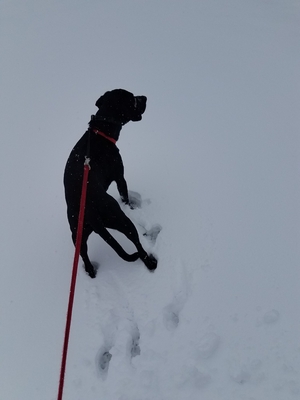 Safe Labrador Retriever in Aurora, CO