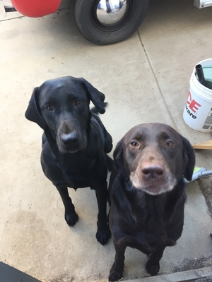 Safe Labrador Retriever in Brentwood, CA