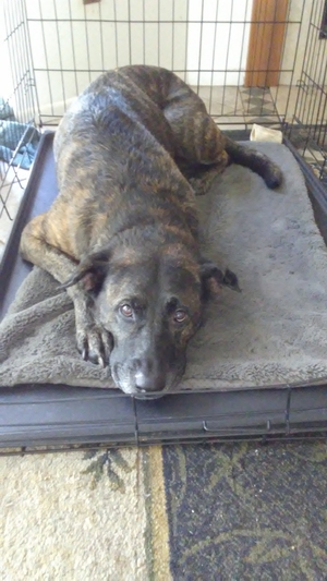 Safe Mutt in Kissimmee, FL