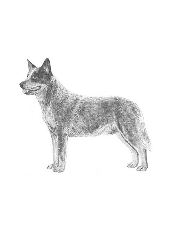 Safe Australian Cattle Dog in Galveston, TX