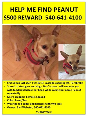 Safe Chihuahua in Blacksburg, VA