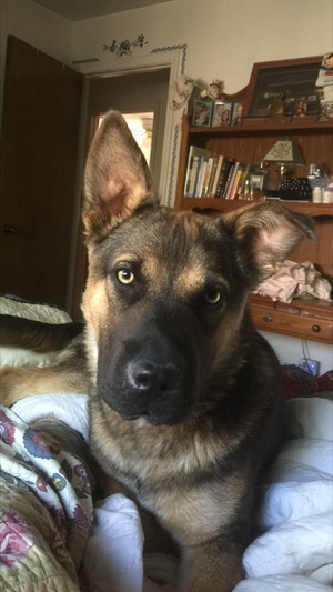 Safe German Shepherd Dog in Manteca, CA