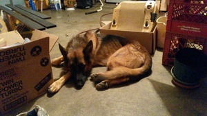 Safe German Shepherd Dog in Ballwin, MO