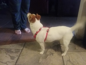 Safe Jack Russell Terrier in Fresno, CA