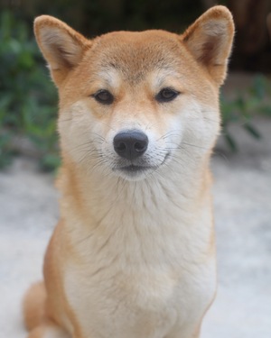 Safe Shiba Inu in Miami, FL