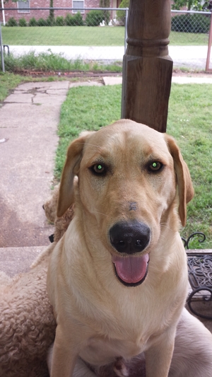 Safe Labrador Retriever in Terrell, TX