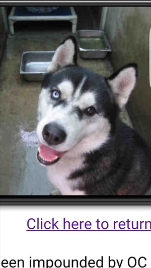 Safe Siberian Husky in Garden Grove, CA