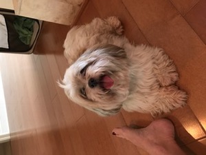 Safe Shih Tzu in New Orleans, LA