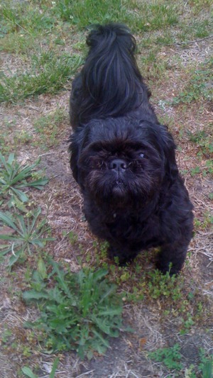 Safe Shih Tzu in Richmond, VA