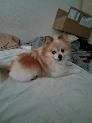 Safe Pomeranian in Sacramento, CA