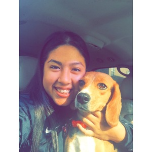 Safe Beagle in Fullerton, CA