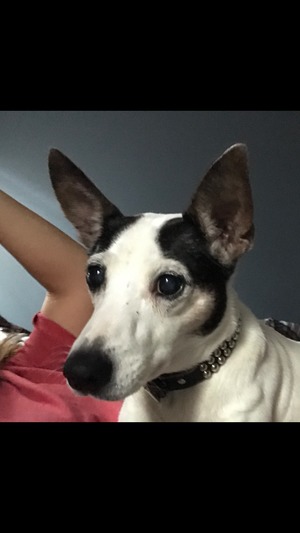 Safe Rat Terrier in Metairie, LA