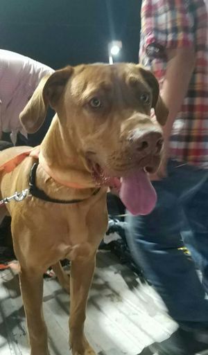 Safe Mastiff in San Antonio, TX